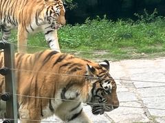 -深圳野生动物园