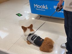 -帕帕拉兹宠物(亚洲旗舰店)