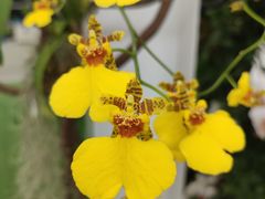 -上海鲜花港