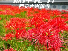-西安大兴善寺