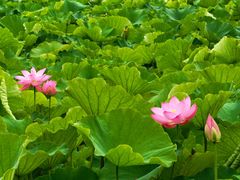-高子水居