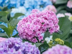 -武汉园博园(武汉自然博物馆)