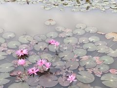 -大湾区中央湿地公园