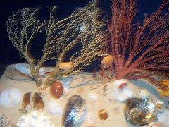 -亚龙湾中心广场·贝壳馆