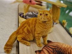 -飞行喵MR PILOT|猫舍·猫咖(静安大融城店)