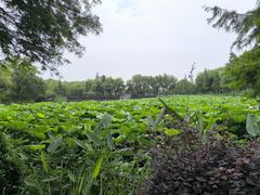 -长兴太湖图影湿地文化园