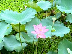 -荔湾湖公园
