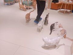 -藏猫猫咖啡主题馆(中央大道店)