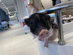 -怪兽屋·羊驼·猫咖·狗咖(俊华广场店)