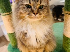 -COLOR PETS 撸猫馆·购猫·猫咖(长风大悦城店)