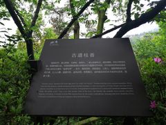 -南山植物园