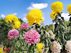 -上海共青森林公园