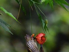 -星巴克臻选(郑州中原万达店)