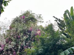 -深圳国际园林花卉博览园