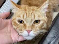 -汪喵宠物医院·骨科心脏影像·犬猫急重症ICU诊疗中心(成华分院)