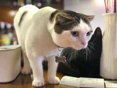 -喵园·猫主题咖啡厅·撸猫·猫咖(国贸店)