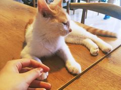 -平行世界·猫咖(首经贸店)
