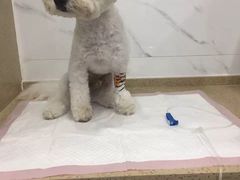 -伟伟宠物医院·CT影像中心·瑞派犬猫综合性门诊(汉口总院)