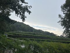 -杭州西子湖四季酒店-WL BISTRO西湖餐厅(灵隐路店)