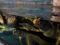 -烟台海昌鲸鲨海洋公园