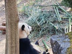 -成都大熊猫繁育研究基地