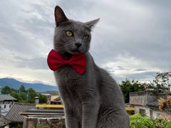 -喵屿·大理花园猫咖