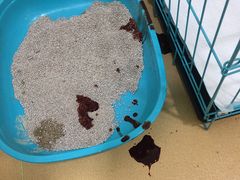 -初心动物医院