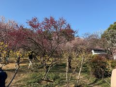 -无锡梅园公园