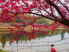 -天适樱花悠乐园