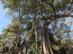 -瑞丽独树成林风景区