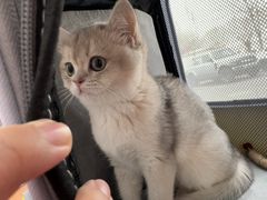 -芭比堂动物医院·CT·微创中心(新顺分院)