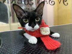 -车接车送·寄养洗护·德文猫舍(大宁店)