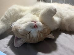 -瑞鹏宠物医院·骨科·猫科·内科(第一中心)