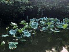 -燕晗山郊野公园
