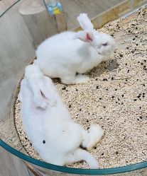 -棒恰恰小象动物公园