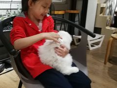 -东方名猫馆·英短金渐层布偶猫舍(环线广场1号楼店)