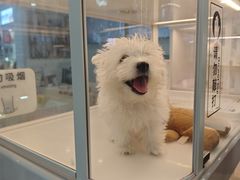 -翊宠yipet猫狗购宠庄园