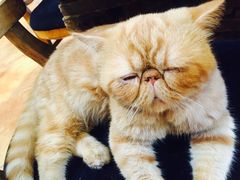 -more than meow吴止猫主题餐厅(承德 中船汇店)