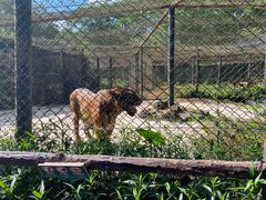 -海南热带野生动植物园