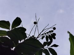 -品德宏·孔雀宴的发源地(金塔园店)