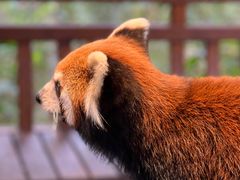 -普洱太阳河森林公园
