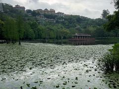-顺峰山公园