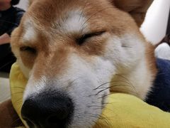 -逗柴咖啡屋·狗咖猫咖宠物桌游