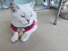 -怪兽屋·羊驼·猫咖·狗咖(俊华广场店)