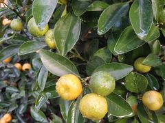 -秦美花卉(天朗·莱茵小城2期店)