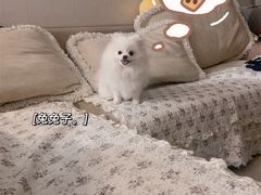 -奈斯宠物医院·核磁CT·异宠专科·内镜(中南店)
