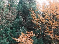 -山王坪喀斯特国家生态公园