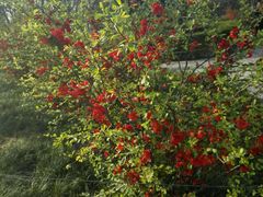 -清真·锦翔炝锅鱼(明德门店)