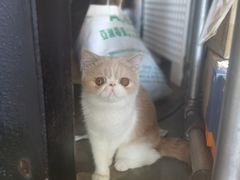 -船屋葡国餐厅