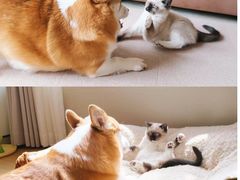 -北京京卫宠物寄养训练中心